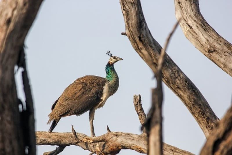 India golden triangle tour with bharatpur 8-day