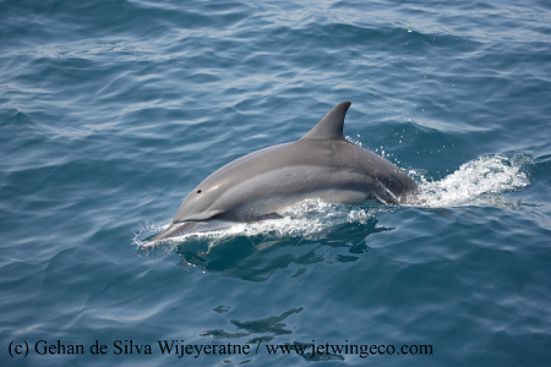9-DAY SRI LANKA WILDLIFE TOUR