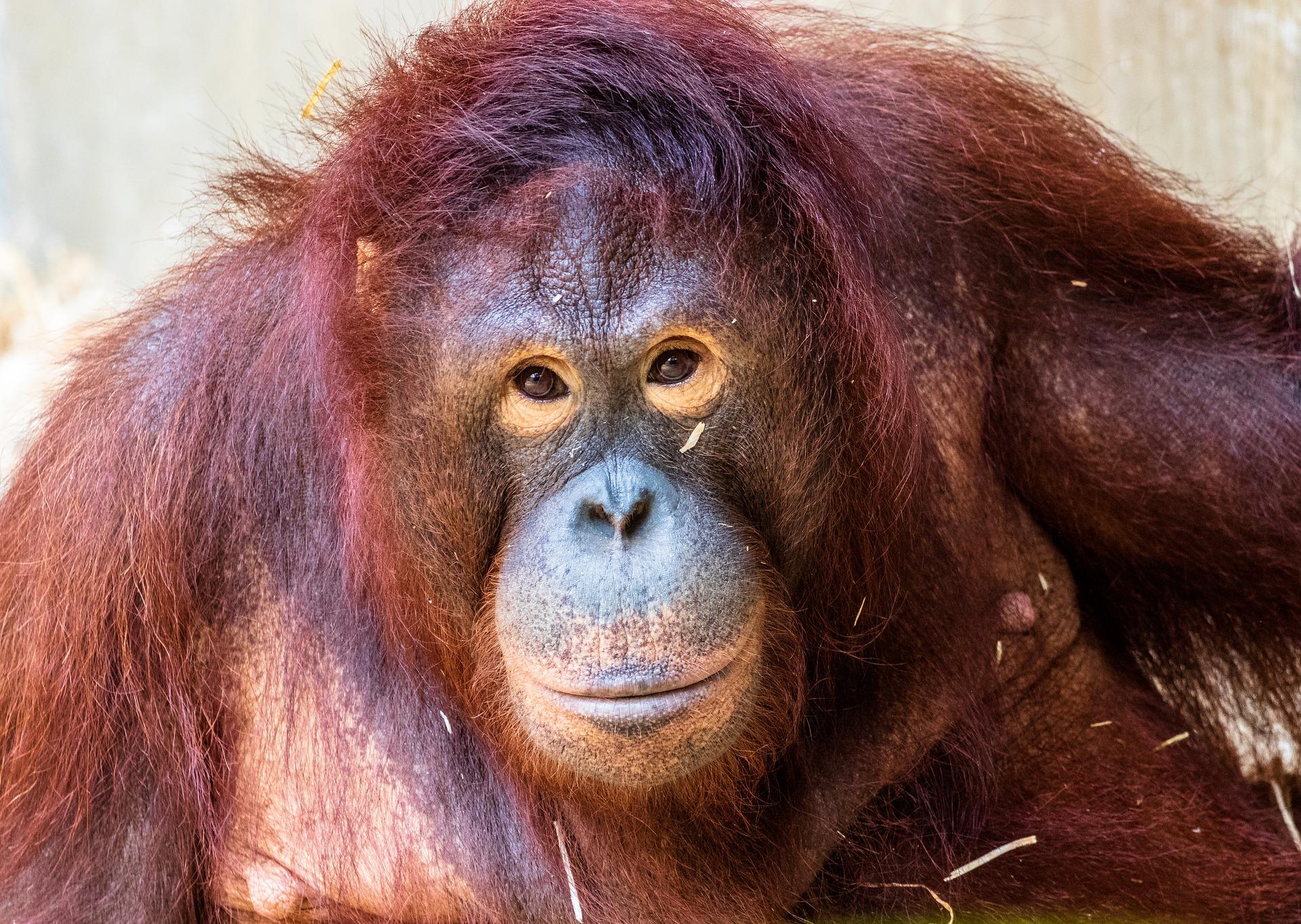 BORNEO ADVENTURE SCHOOL TOUR