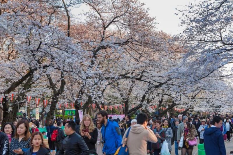 Japan In-depth Cherry Blossom Tour