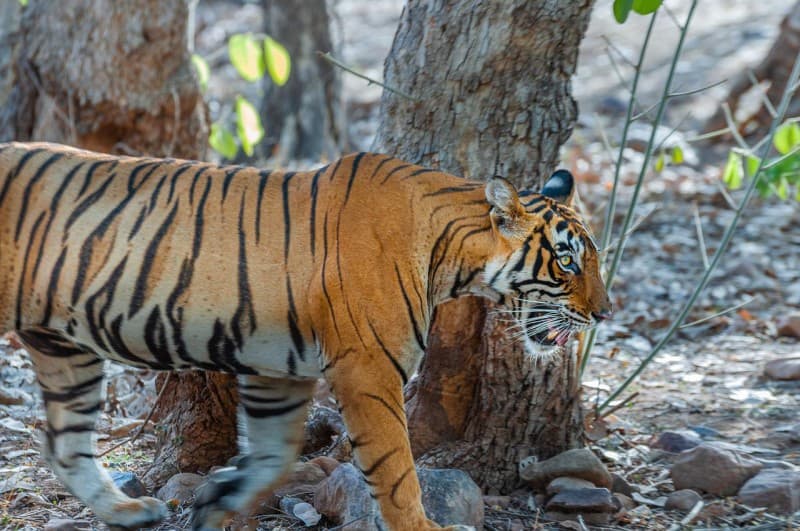 GOLDEN TRIANGLE TOUR WITH RANTHAMBHORE