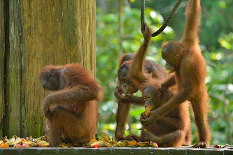 BORNEO DISCOVERY Escorted Tour