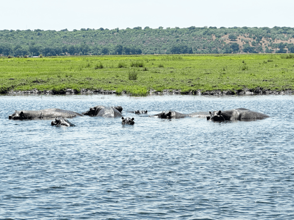 Thrilling Wildlife and Safari Adventures with Tweet Tours