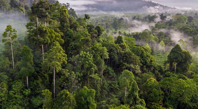 Cardamom Mountains - © Wildlife Alliance