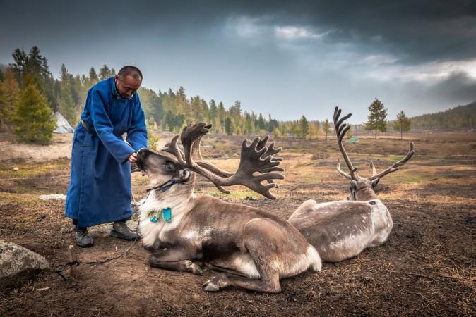 Tsaatan Reindeer Herders