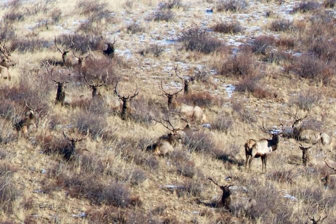 Red deer Hustai National Park - © CutterLight