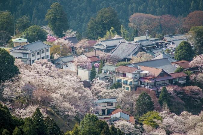 Cherry Blossom season in Nara
