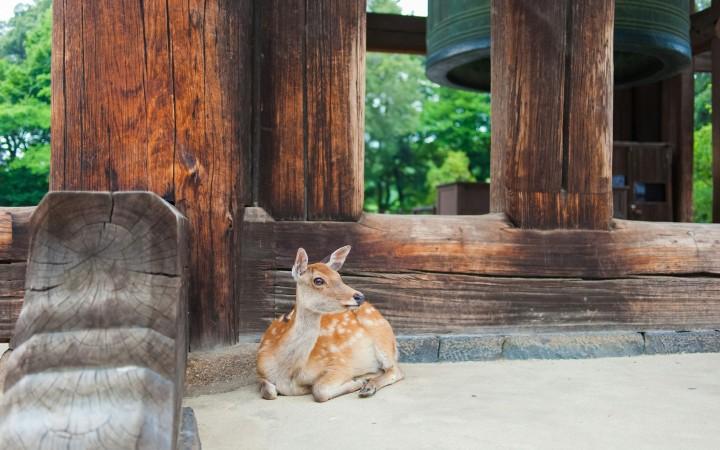 Explore Nara - Japan Travel, Asia