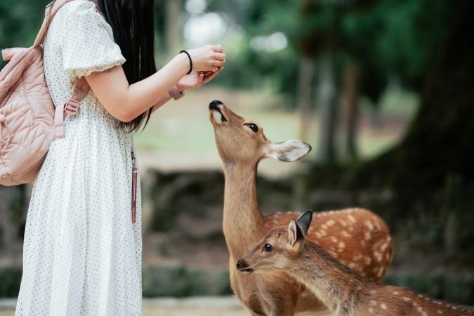 Feeding deer in Nara Park