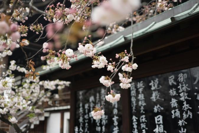 Cherry Blossom in Osaka