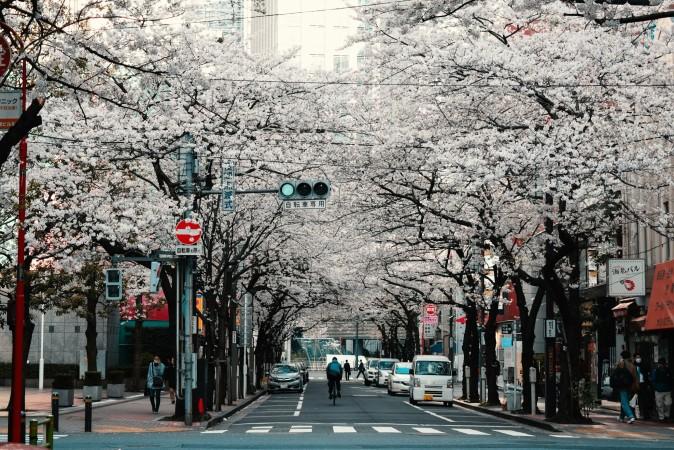 Cherry Blossom Festival