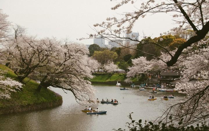 Spring in Tokyo