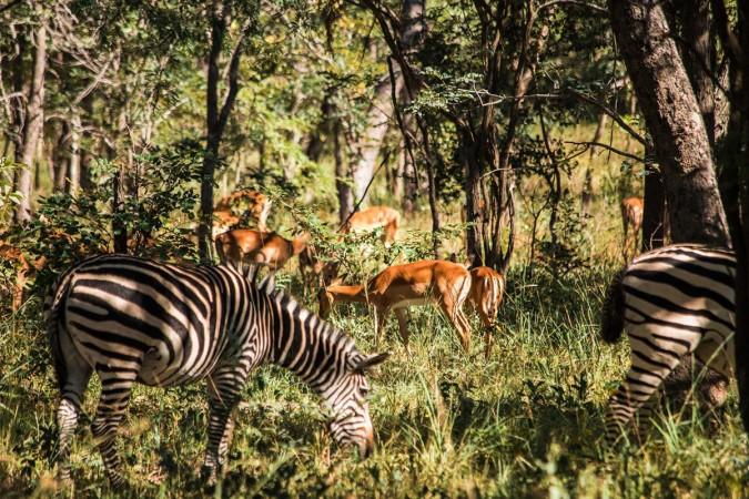 Chaminuka Luxury Lodge & Game Reserve - © gather