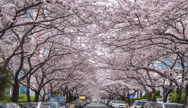 Busan cherry blossom festival