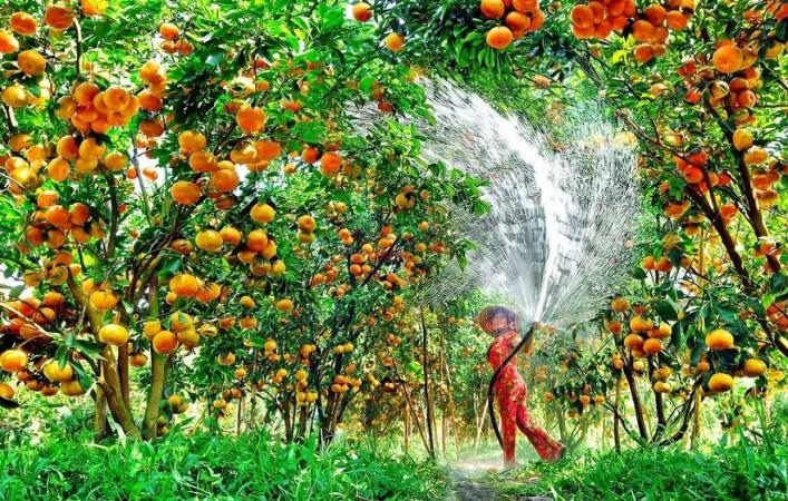 Dry season in Can Tho made the best oranges