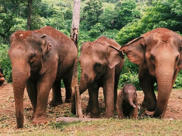 See elephants in Elephant Nature Park - © Lydia Casey