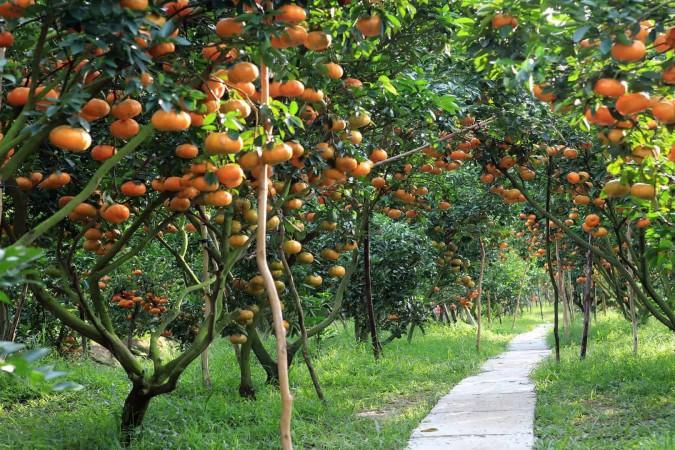 Orange Orchard in Cho Gao - © Vietnam Tourism