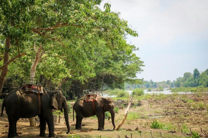 Dry Season is best for a unique experience with Dak Lak's elephants