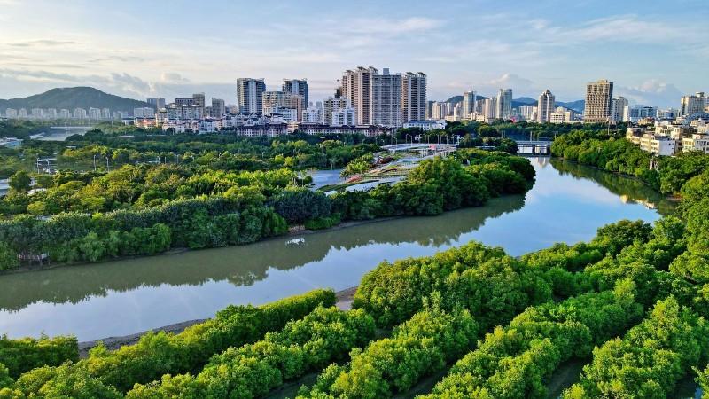 Haikou Mangrove Forest