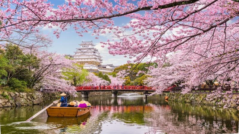 Cherry Blossom season in Himeji - © Japan Tourism