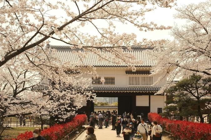 Himeji Castle Cherry Blossom Viewing - © Perry Merrity II