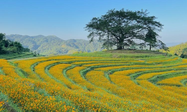 Spring in Hoa Binh