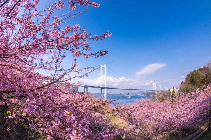 Imabari during cherry blossom season