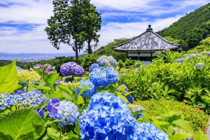 Hasedera Hydrangea garden