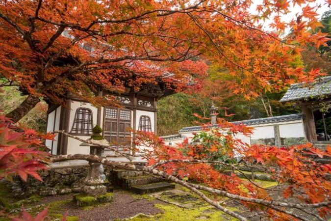 Autumn in Kōchi