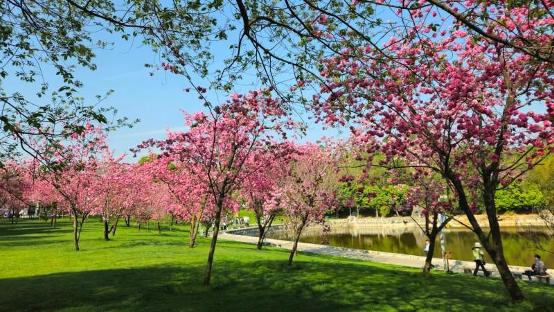 Spring in Kunming - © Chuck Eugene