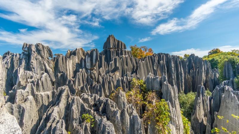 Stone Forest - © MIA
