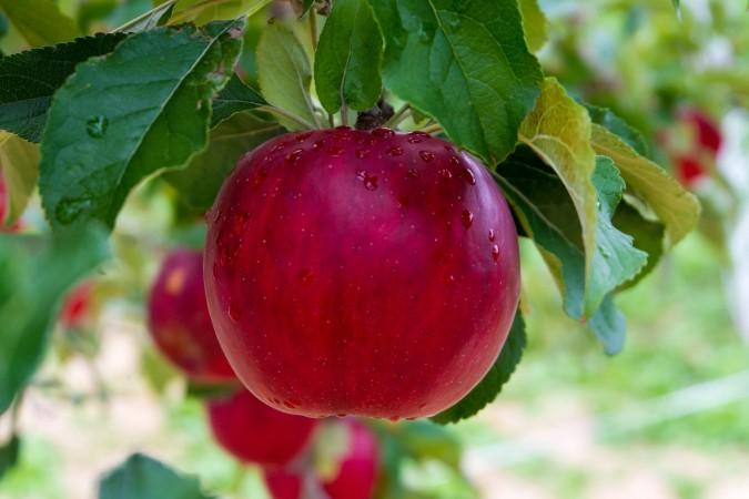Famous Nagano Apples