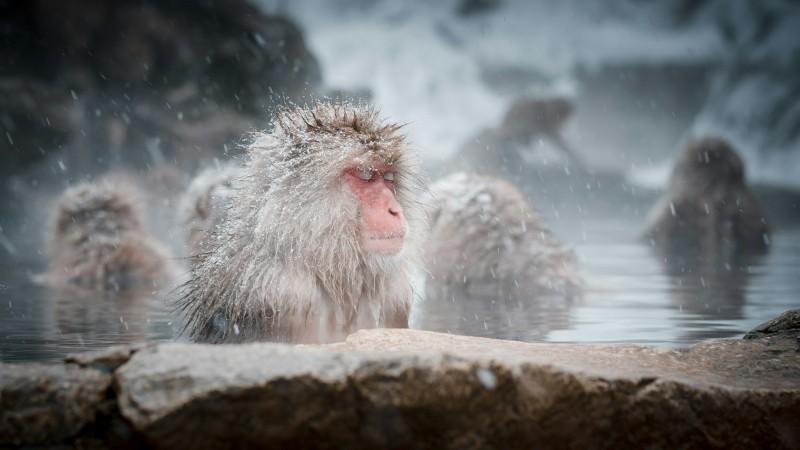 Snow Monkey in Snow Monkey Park