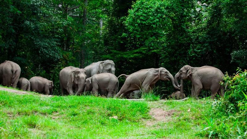 Elephants in Khao Yai National Park - © Thai National Park