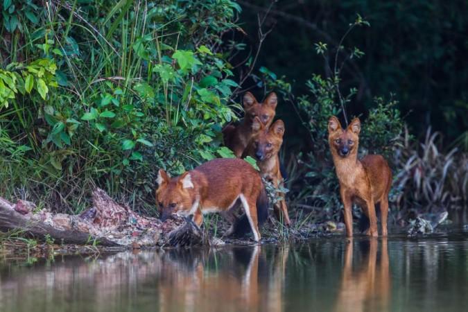 Capture the image of wild dog pack in Khao Yai National Park - © Thai National Park