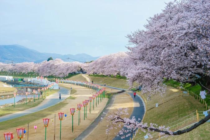 Cherry Blossom season during Spring in Okayama - © Okayama Tourism Official