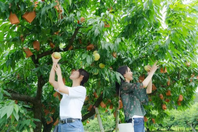 Harvest peach in Okayama Peach orchard - © Okayama Tourism Official