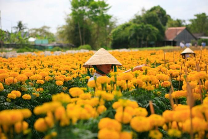 Wet Season in Sa Dec brings all the lush greenery and flowers to life - © Vietnam Tourism