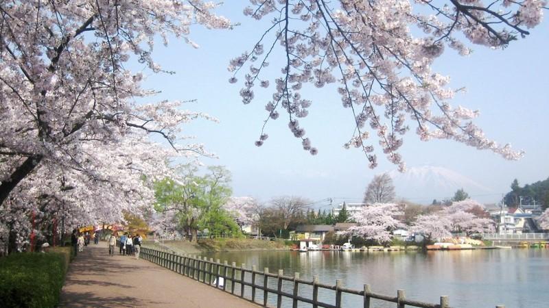 Cherry Blossoms season in Takamatsu