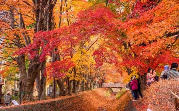 Autumn in Takaoka - © Japan Tourism