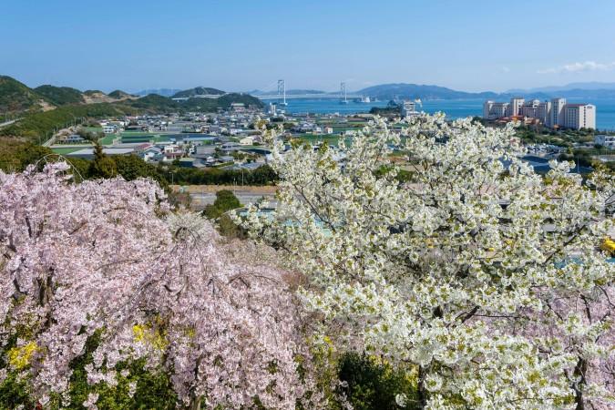 Printemps à Tokushima
