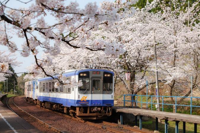 Cherry Blossom season during spring in Wajima - © Ishikawa Tourism