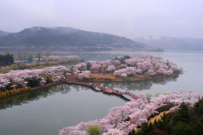 Gyeongju Cherry Blossom Festival - © Korea Herald