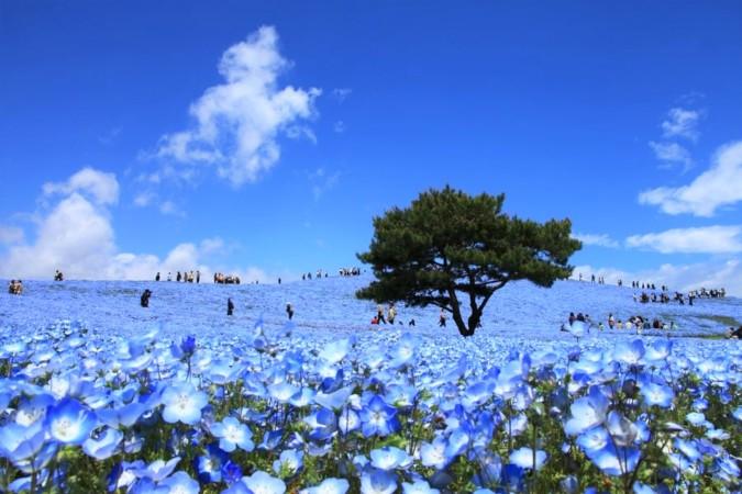 Spring in Hitachi marked by the blooming of Nemophila - © VnExpress