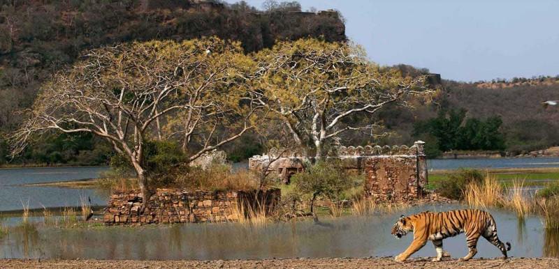 Ranthambore National Park - © gather