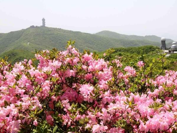 Sobaeksan Royal Azalea Festival - © gather