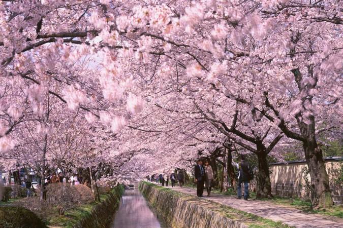 Tsukuba Cherry Blossom Festival - © Japan Tourism