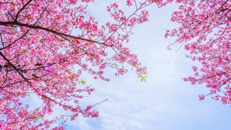 Yeosu cherry blossoms - © gather