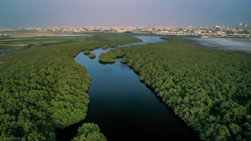Al Zorah Nature Reserve - © Green Future Project
