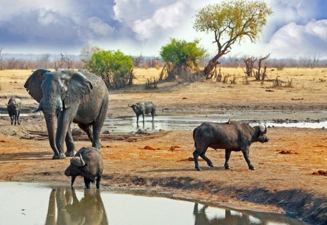 Wildlife Safari Tours in Matobo National Park - © Masai Mara Migration Safaris